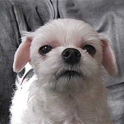 Thumbnail photo of Maxfield*Adopted #2