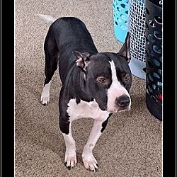 Photo of Roadie