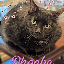 Thumbnail photo of Phoebe #1