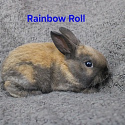 Thumbnail photo of Rainbow Roll #1