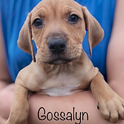 Photo of Gossalyn