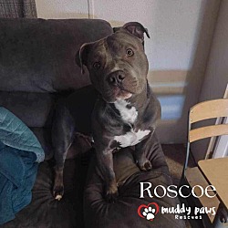 Photo of Roscoe (Courtesy Post)