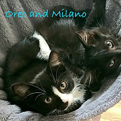 Thumbnail photo of Milano #2