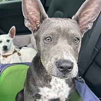 adopt a pet