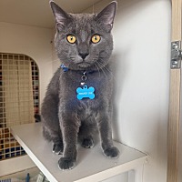 adopt a pet