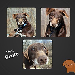 Thumbnail photo of Brute #2