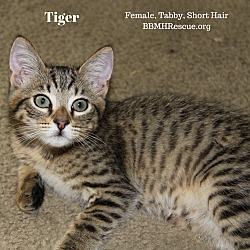Thumbnail photo of Tiger #2