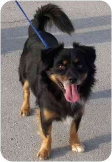 Ft Pierce Fl Dachshund Meet Chewy A Pet For Adoption