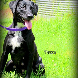 Thumbnail photo of Tessa~adopted! #1