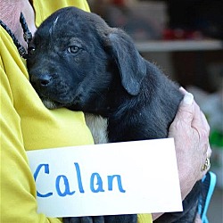 Thumbnail photo of Calan #1206 #1