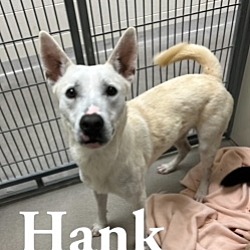 Photo of Hank 26277