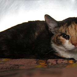 Thumbnail photo of Amaretto (Spayed/Combo Tested) #4