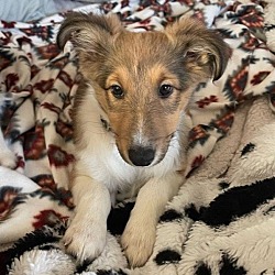 Photo of Sasha