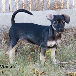 Thumbnail photo of Vonia #2