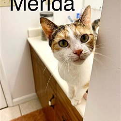 Thumbnail photo of Merida #4