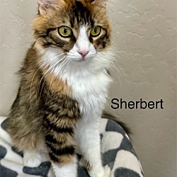 Thumbnail photo of Sherbert #1