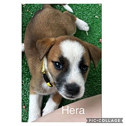 Photo of Hera