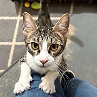 adopt a pet