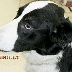 Photo of holly