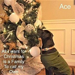Thumbnail photo of Ace ~ ADOPTED! #1