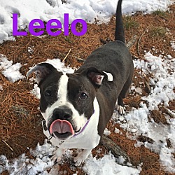 Thumbnail photo of Leelo #2