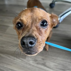 Photo of Minnie