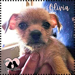 Photo of Oliva