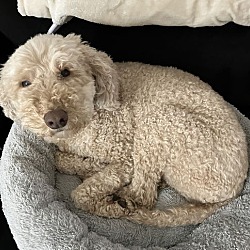 Thumbnail photo of Daisy - Gorgeous Doodle #2