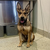 adopt a pet