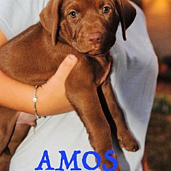 Thumbnail photo of Amos #2