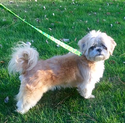 Birmingham Al Shih Tzu Meet Lionel A Pet For Adoption