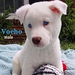 Thumbnail photo of Vocho #2