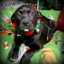 Thumbnail photo of Stewie #4