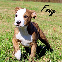 Thumbnail photo of Foxy~adopted! #1