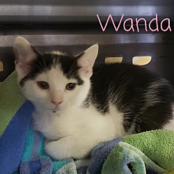 Photo of Wanda