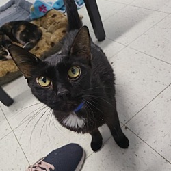 Photo of Onyx