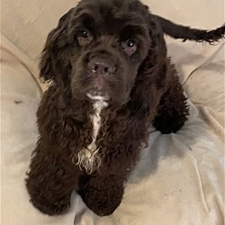 Photo of Hunter
