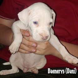 Thumbnail photo of Daenerys #3