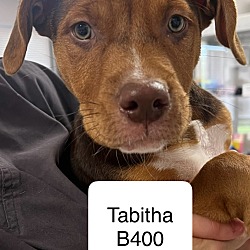 Thumbnail photo of Tabitha B400 #1