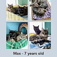 adopt a pet