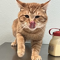 adopt a pet