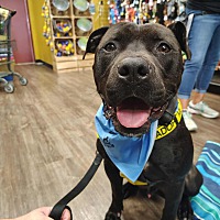 adopt a pet