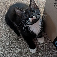 adopt a pet