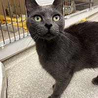 adopt a pet