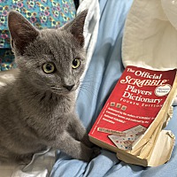 adopt a pet