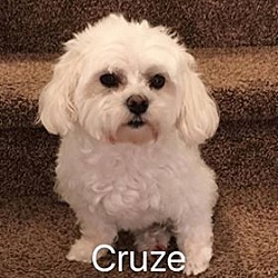 Thumbnail photo of Cruze #1
