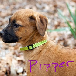 Photo of Piper 💟 ADOPTED!