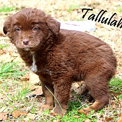 Thumbnail photo of Tallulah~adopted! #2