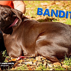 Thumbnail photo of Bandit #2