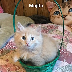 Photo of Mojito